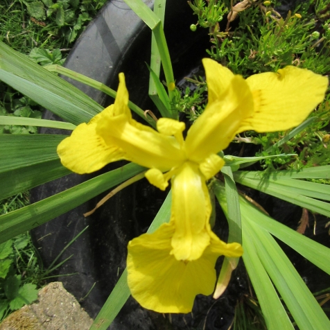 may yellow iris